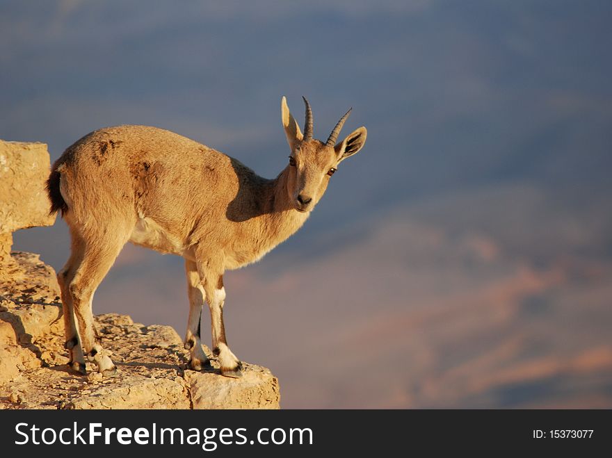 Ibex Portrait, Mitzpe Ramon At The Crater Machtesh Ramon, Israel, Wildlife