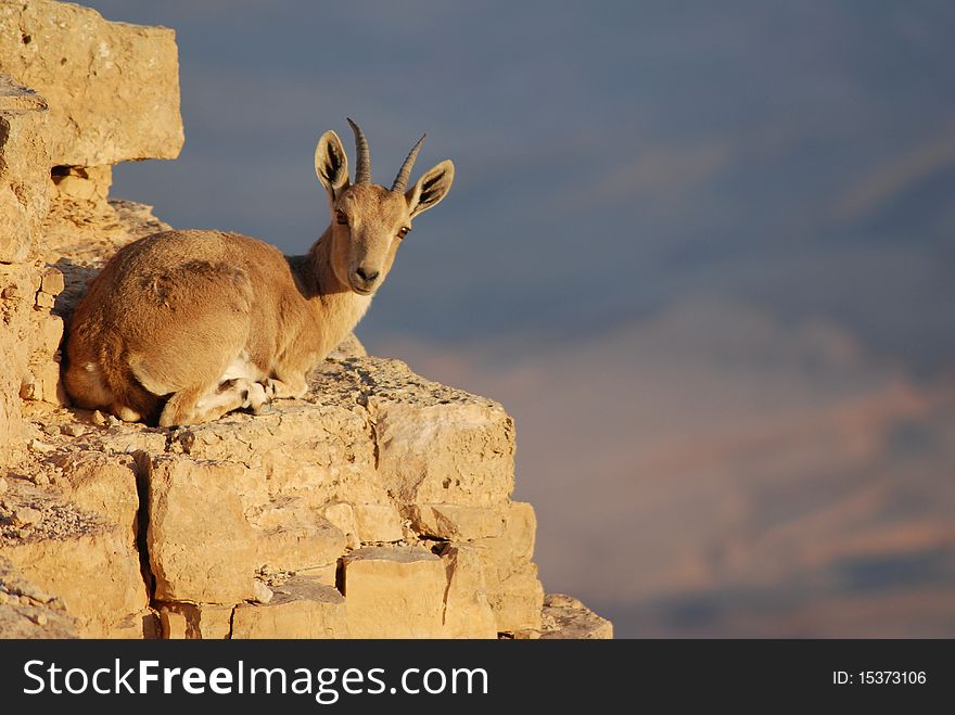 Ibex portrait, Mitzpe Ramon at the crater Machtesh Ramon, Israel, wildlife in the desert