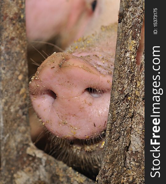 Close up of a pigs nose. Close up of a pigs nose