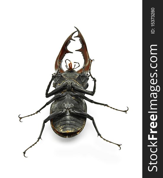 Stag beetle isolated on white