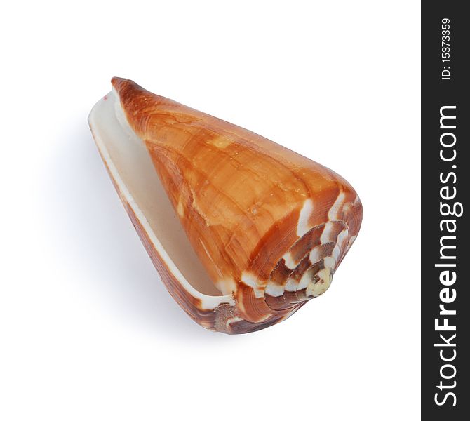 Orange sea shells raised from the deep seabed