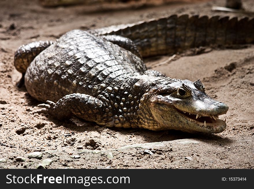 Portrait of a crocodile in a reptilarium. Portrait of a crocodile in a reptilarium
