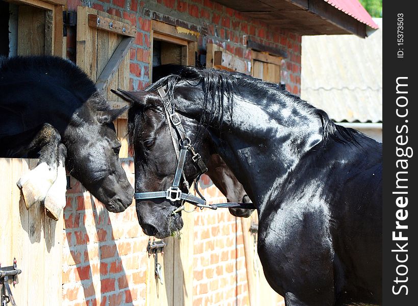 Pony and horse, two black stallion, pair of beautiful horses, noble animal, thoroughbred horses