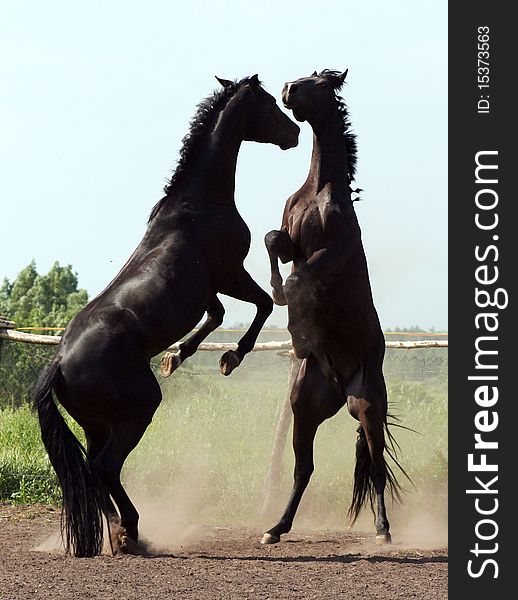 Cricket two stallions, thoroughbred horses at liberty, beautiful strong animals, horse on its hind legs, noble animal