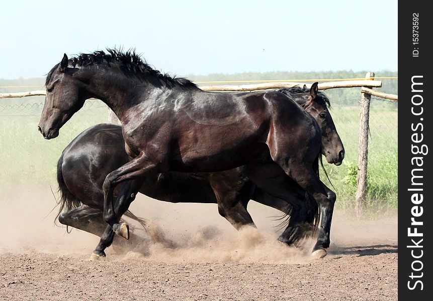 Cricket two stallions, a pair of thoroughbred horses at liberty, battle of beautiful young horses, noble animal, behavior of horses in the herd