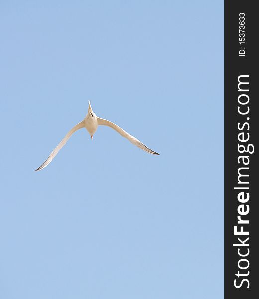 Tern (bird) flying through blue sky