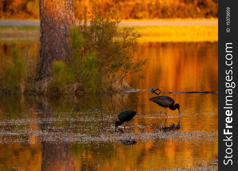Ibises standing in water at sunrise