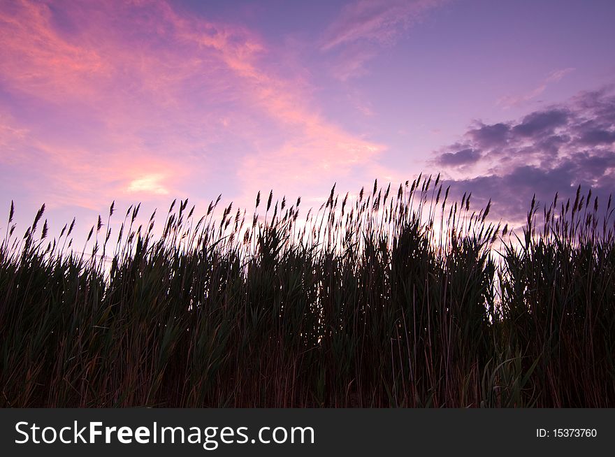 Reeds against colorful morning sky