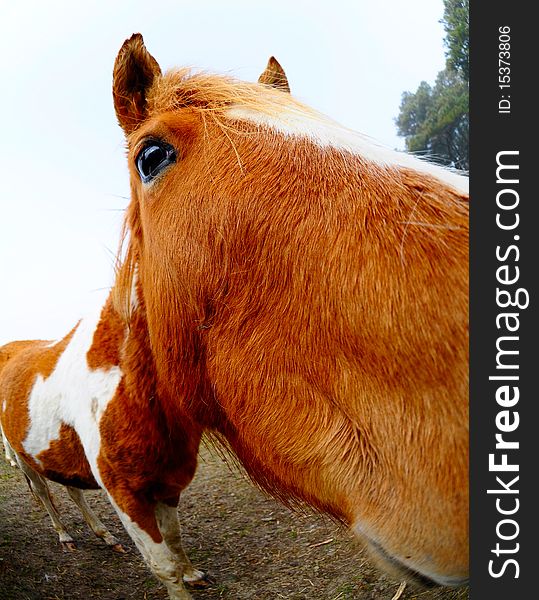 Fisheye lens image of horse head. Fisheye lens image of horse head