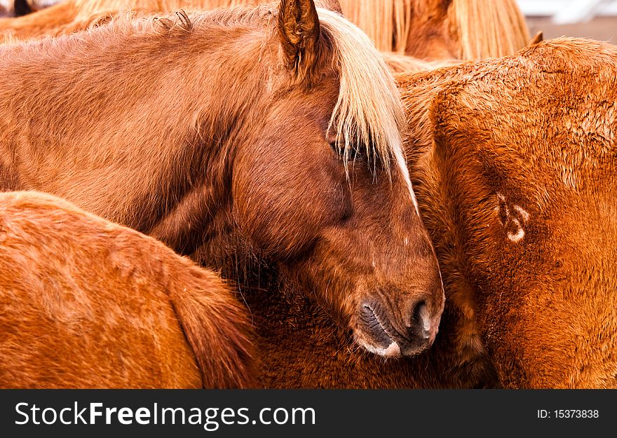 Closeup of horses gathered together