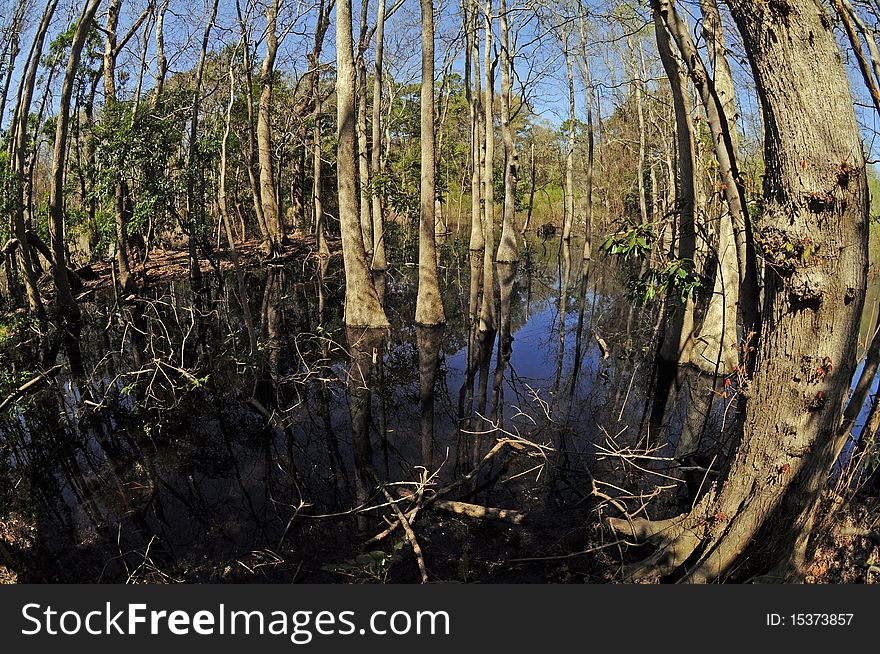 Swampy forest shot with fisheye lens. Swampy forest shot with fisheye lens