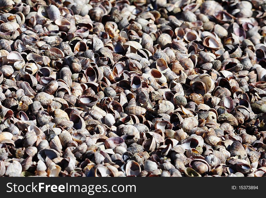 Large amount of sea shells outside on shore