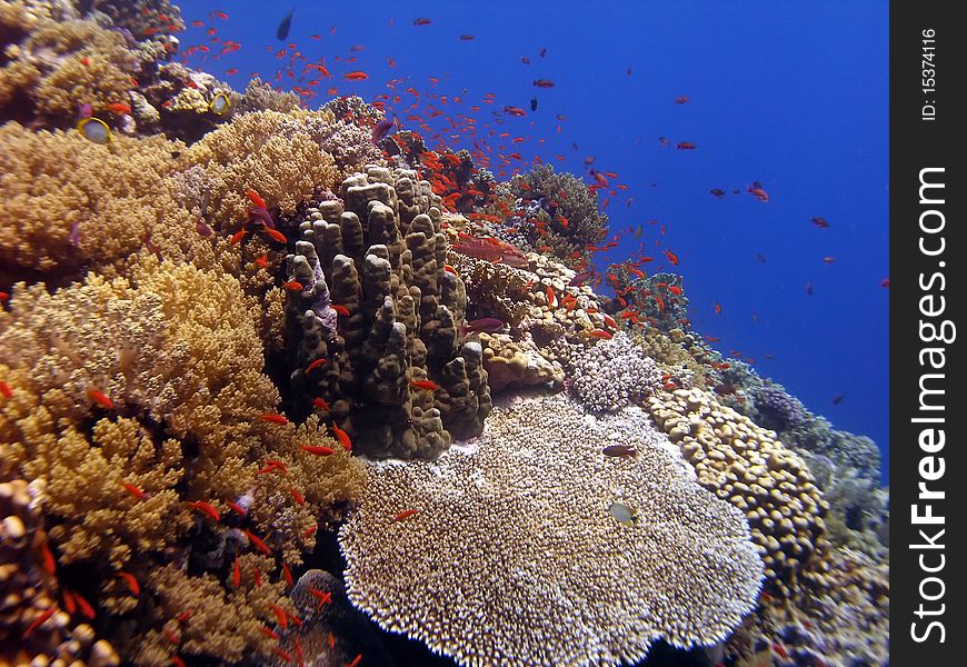 Multicolour reef with red fish and blue sea. Multicolour reef with red fish and blue sea