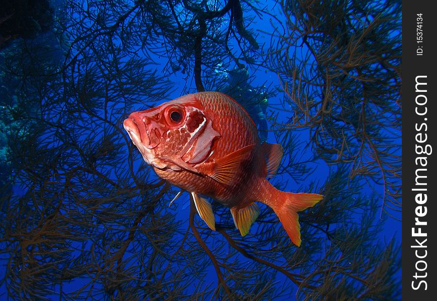 Macro red fish in blue cave with black coral and diver behind. Macro red fish in blue cave with black coral and diver behind.