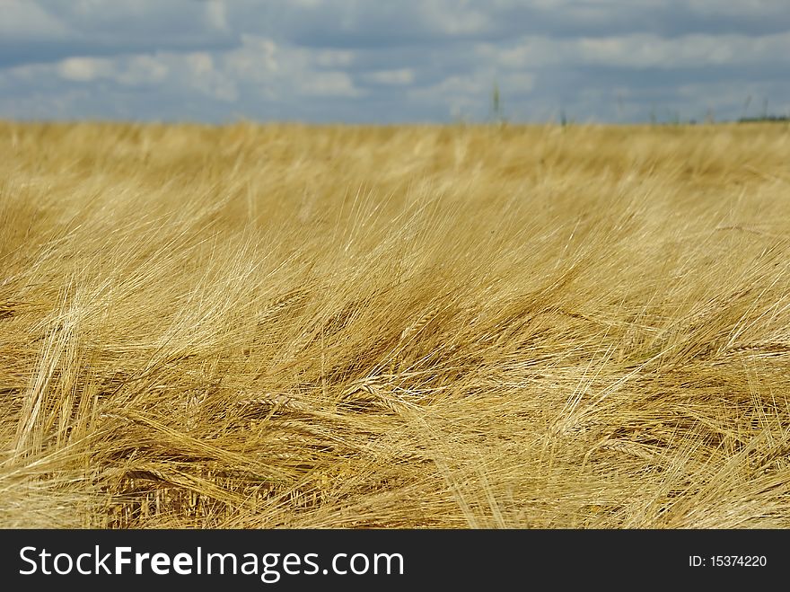 Gold field of rye in summer