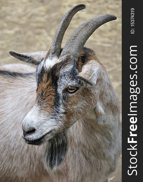 Portrait of goat in Swedish park. Portrait of goat in Swedish park