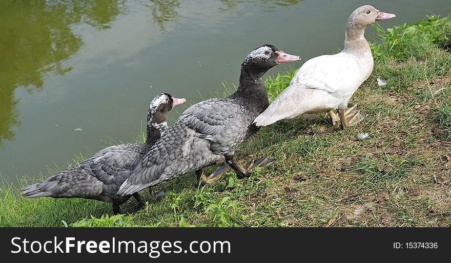 Three ducks walking on the pond bank. Three ducks walking on the pond bank