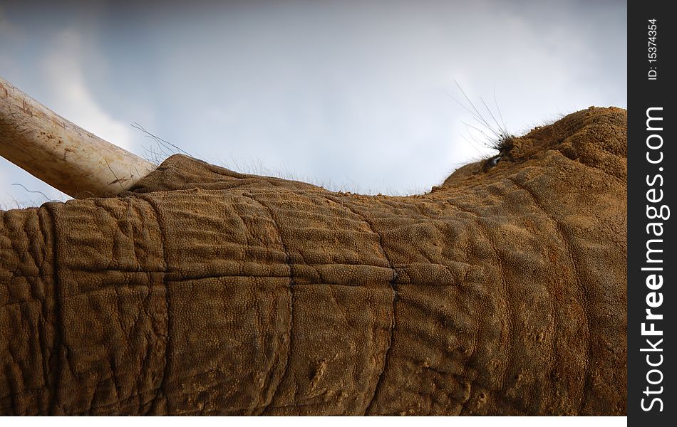 An African elephant's face peeking though a crack in a zoo fence