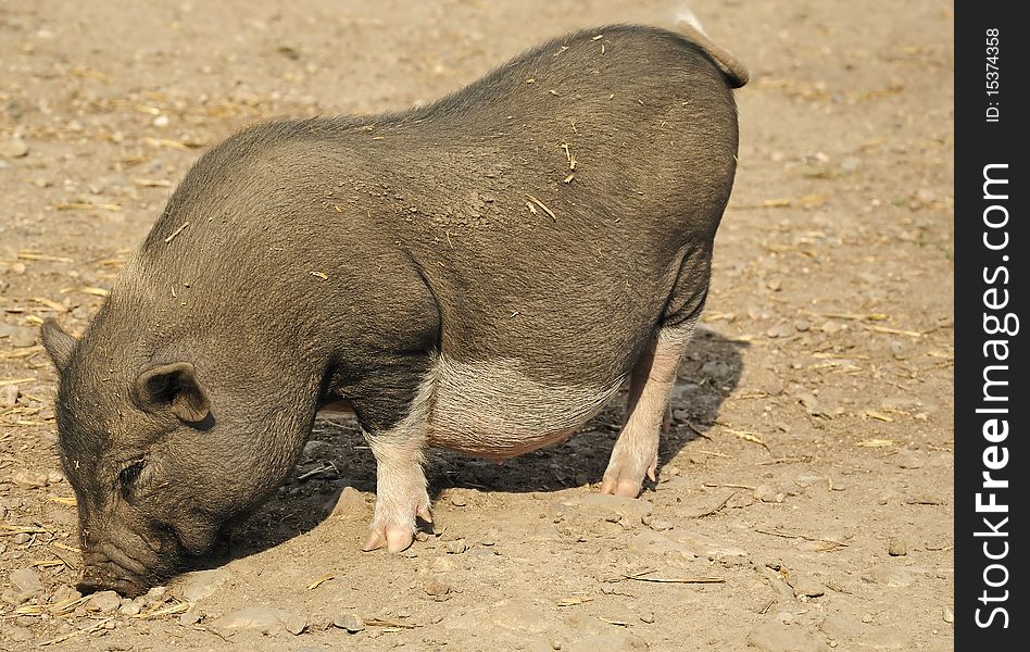 Young wild pig looking for some food in the ground