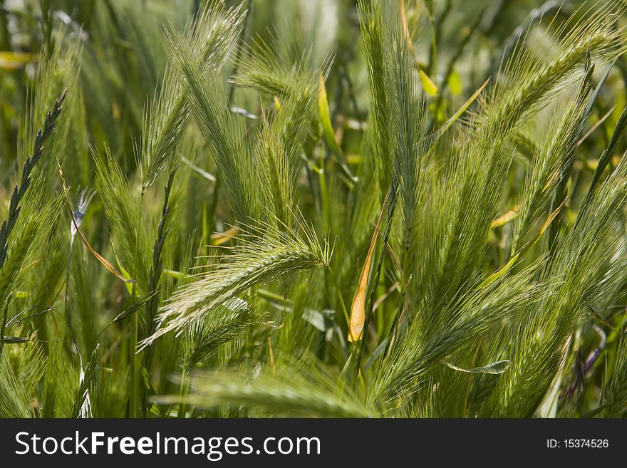 Barley crop seen close up, young and fresh. Barley crop seen close up, young and fresh