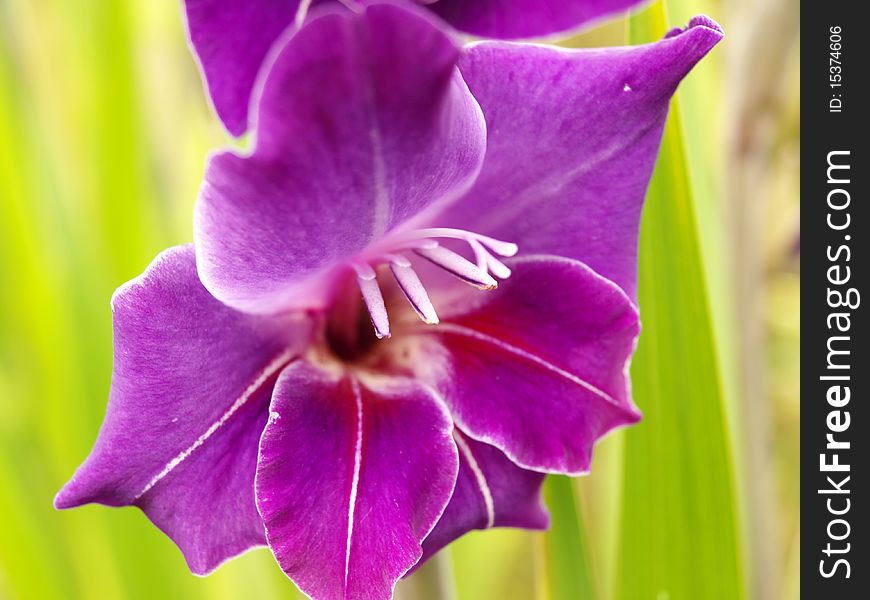 Purple Gladiolus