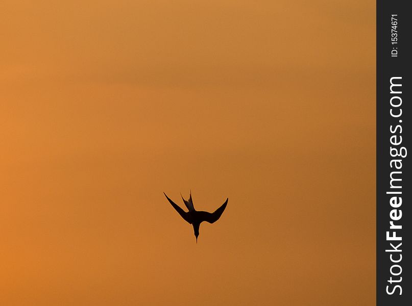 Diving tern set against orange sky