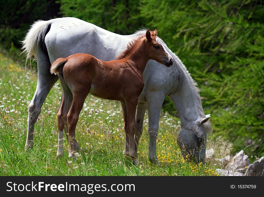 Mare and foal grazing in a prairie. Mare and foal grazing in a prairie