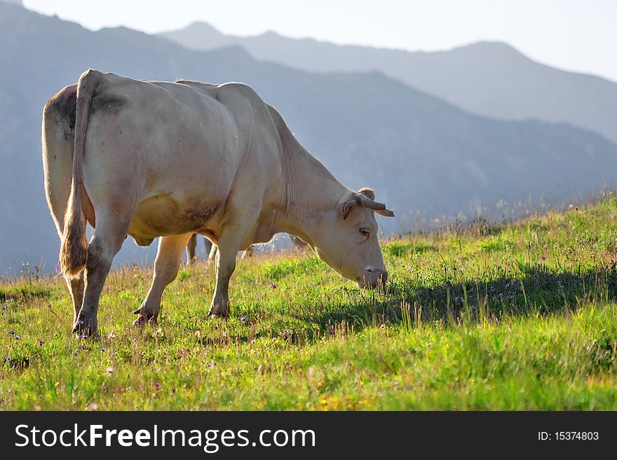 Cow in a prairie