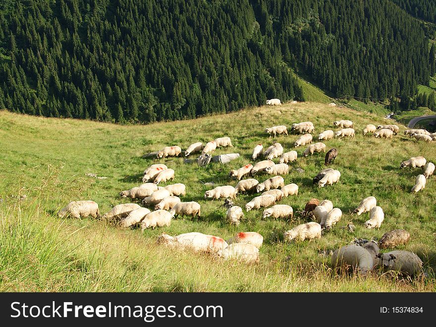 Sheep in high mountains near pine forest