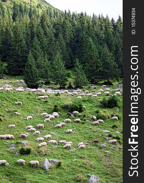 Beautiful landscape with sheepfold in mountains