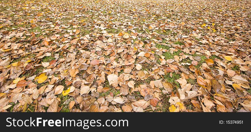 Carpet of winter leaves on the ground