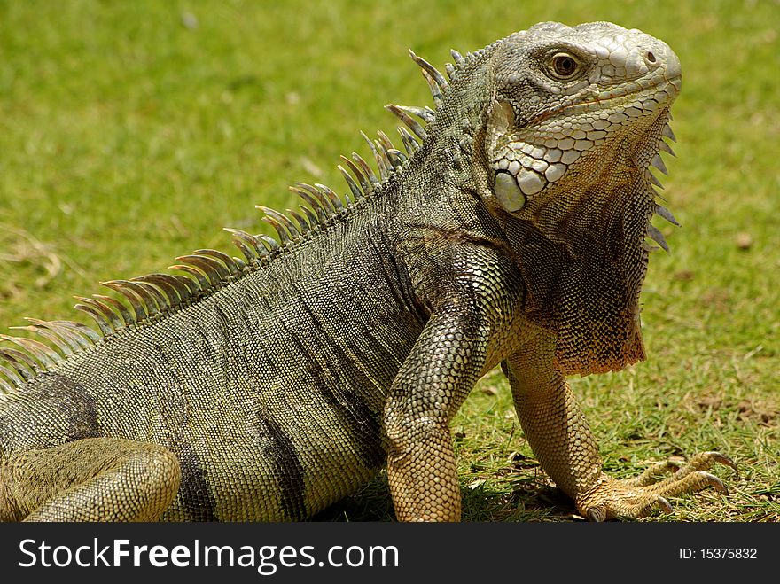 Shot of an iguana at the Westin Hotel in Aruba. Shot of an iguana at the Westin Hotel in Aruba