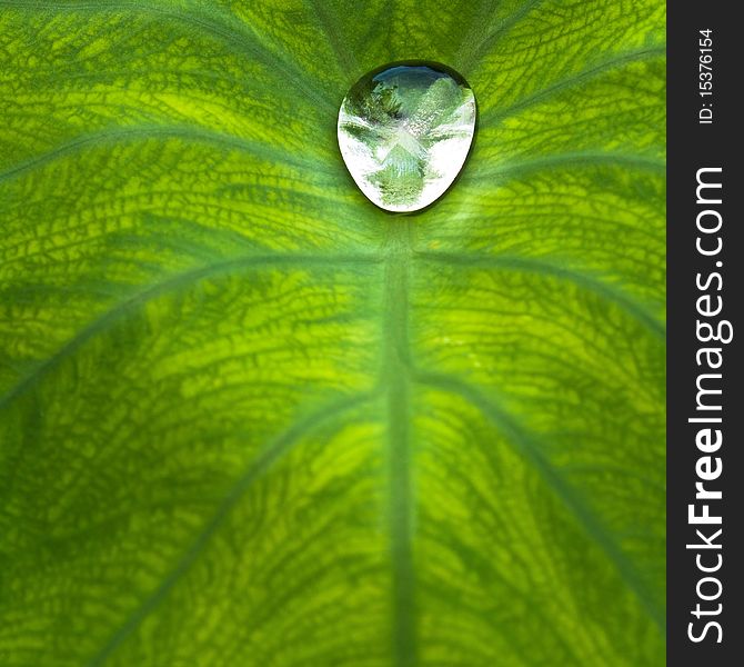 Nice detail of water drops on leaf - macro detail. Nice detail of water drops on leaf - macro detail