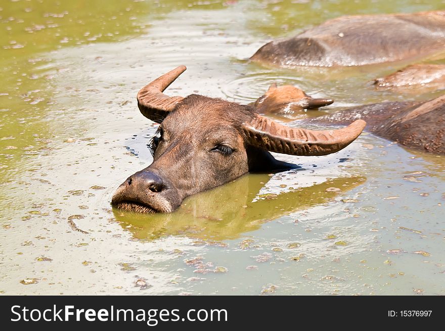Thai water buffalo playing in river. Thai water buffalo playing in river.