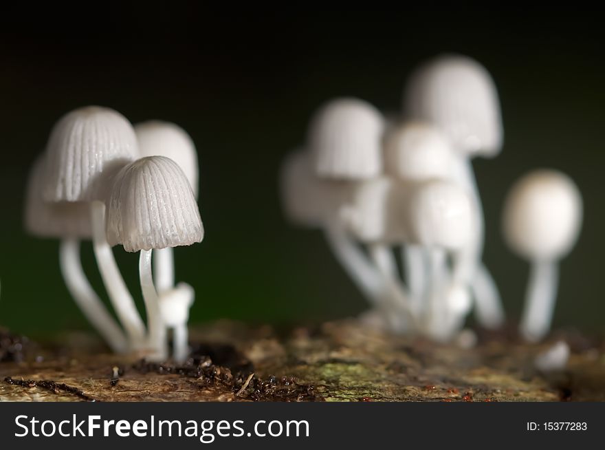 Group Of Mushrooms.