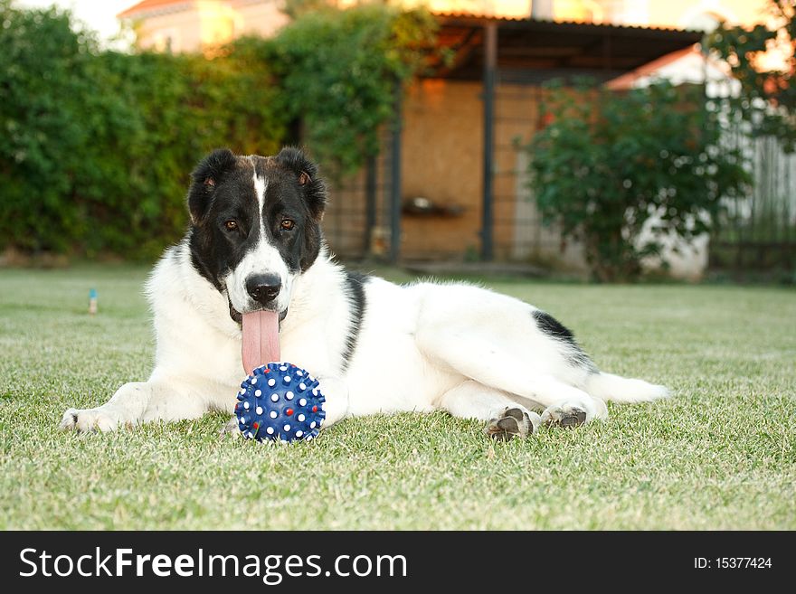 Ball for the dog lying in the grass on the nature