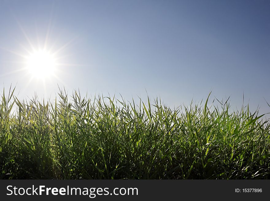 Close up of grass with a sky background. Close up of grass with a sky background