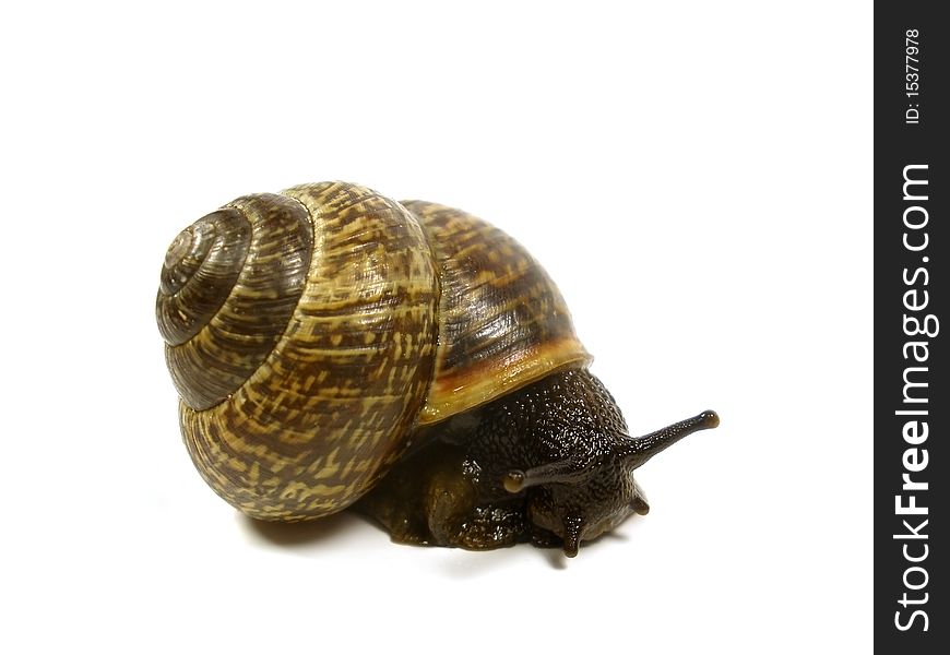 Snail on the isolate white background