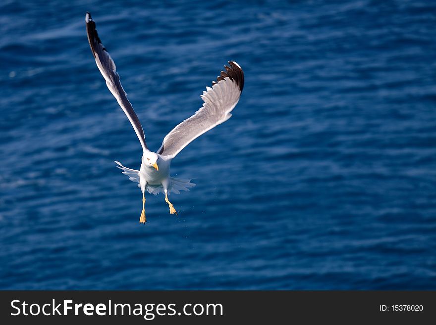 Seagull flying from the sea