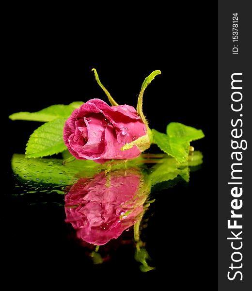 Rose on the black background with water drops