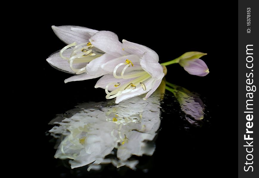 White flower on the black background with water drops