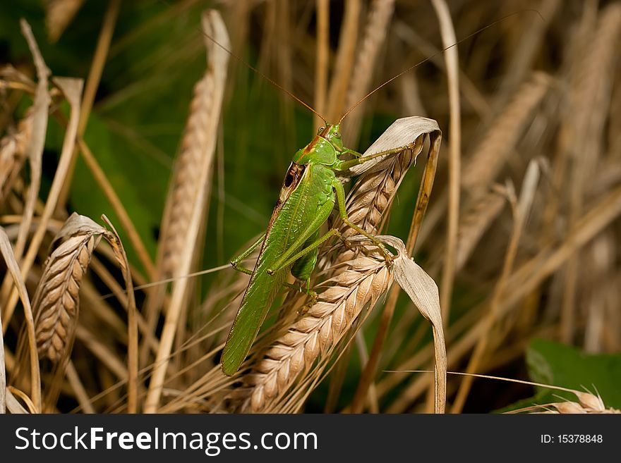 Grasshopper sitting on golden wheat. Grasshopper sitting on golden wheat