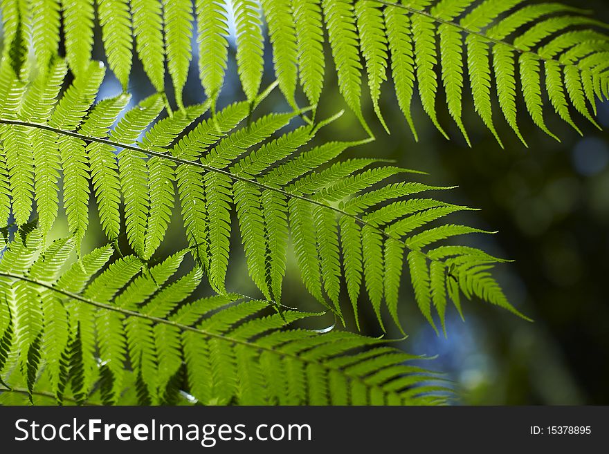 Fern leaves shining in the sun