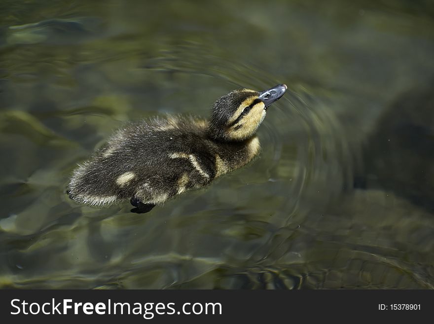 Baby duck swimming in the water. Baby duck swimming in the water