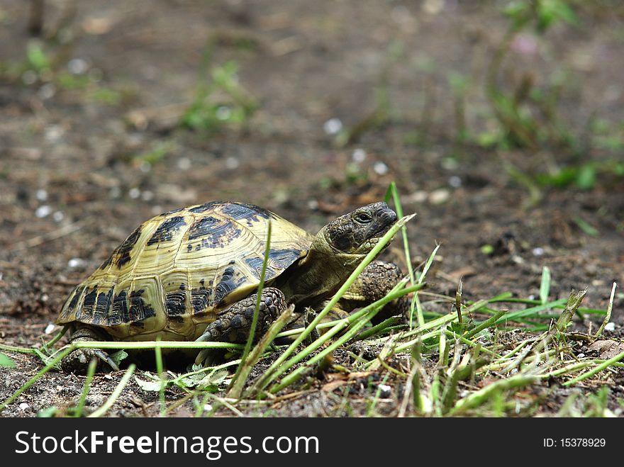 Grassland tortoise from upraised head