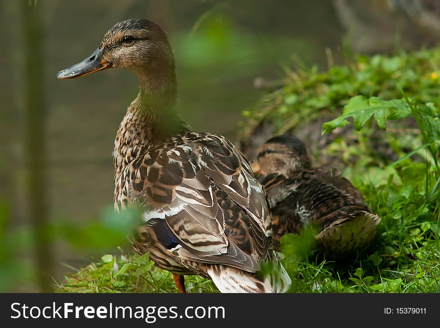Ducks On Pond Shore In Wild Nature