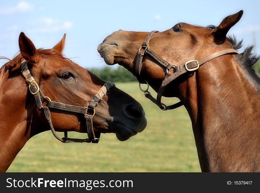 Two horse heads facing each other