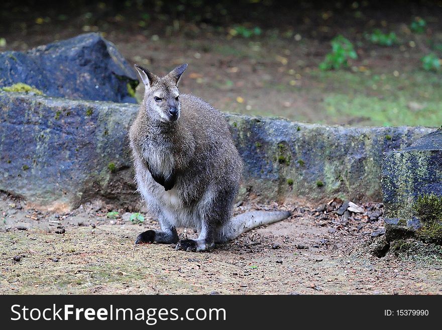 Red-necked Wallaby - Macropus rufogriseus - Kangaroo, zoo or wildlife