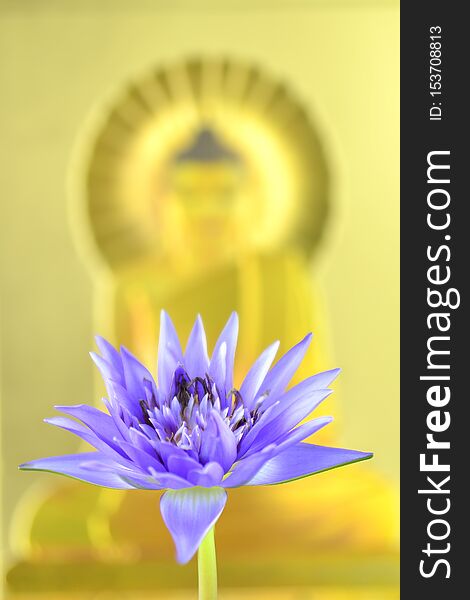 Beautiful Purple  Lotus Flower on buddha statue background