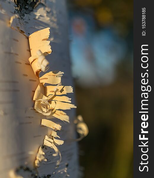 White Birch Trunks, Abstract Tree Bark